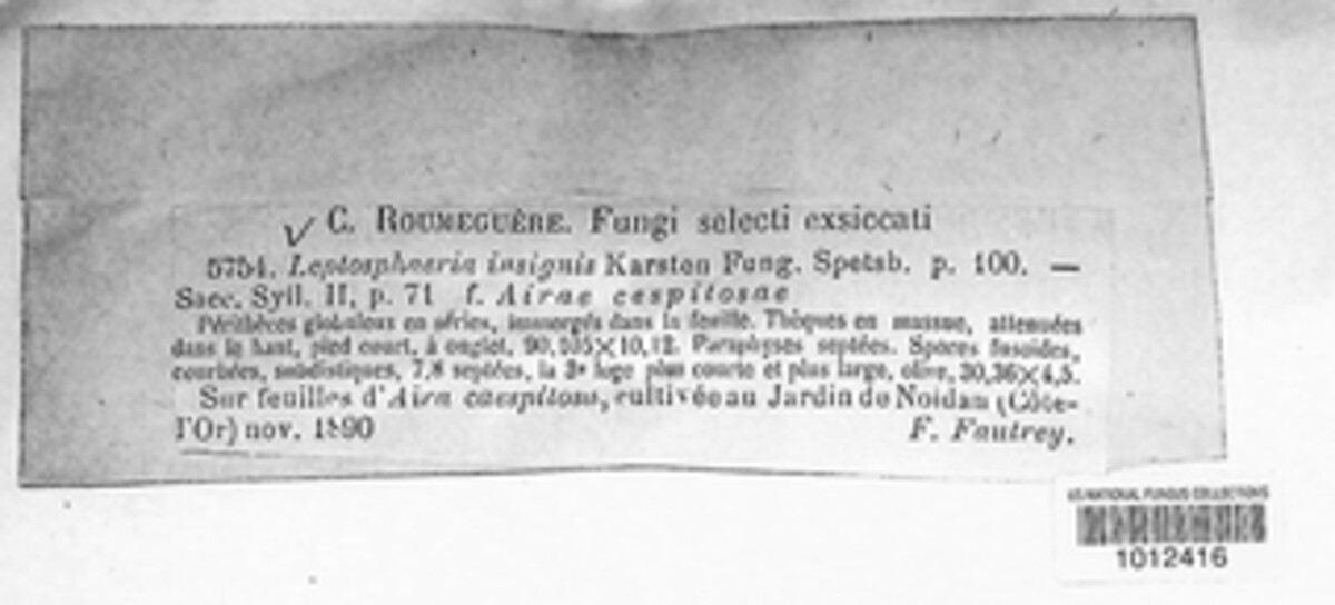 Phaeosphaeria insignis image